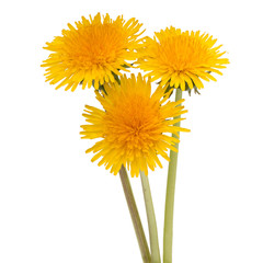 Naklejka premium Dandelion flower isolated on white background cutout