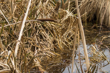 Fototapeta premium Schmalblättrige Rohrkolben