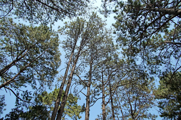 green pine tree forest
