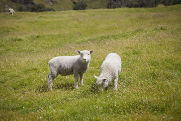 Obraz na płótnie Canvas Grasende Schafe in Neuseeland