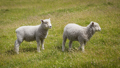 Naklejka na ściany i meble Grasende Schafe in Neuseeland