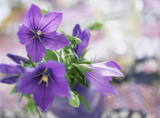 紫色の桔梗