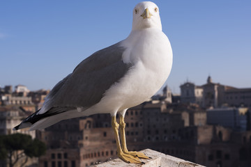 Seagull with background of view from Altare della Patria of the Roman Forum.