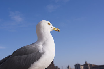 Seagull with background of view from Altare della Patria of the Roman Forum.