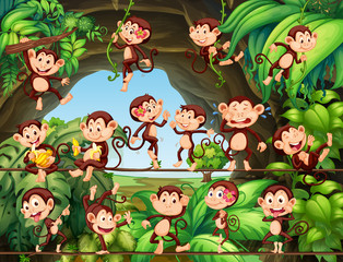Obraz na płótnie Canvas Monkeys living in the forest