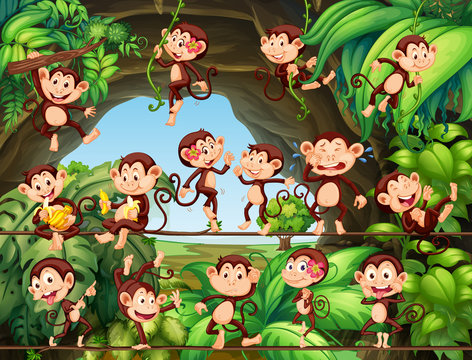 Monkeys living in the forest