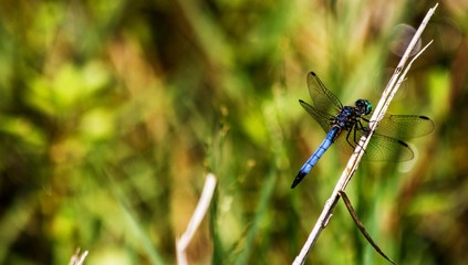 Fototapeta na wymiar Male blue dasher dragonfly