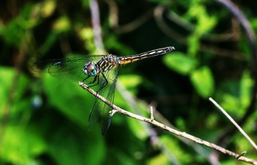 Male Blue Dasher Dragonfly