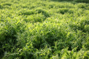 ヘアリーベッチ