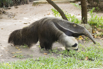 giant ant eater walking