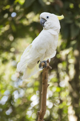 White Cockatoo © kungverylucky