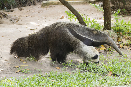 Giant Ant Eater Walking