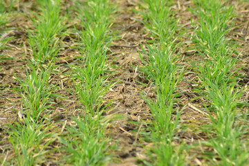 Spring winter wheat field