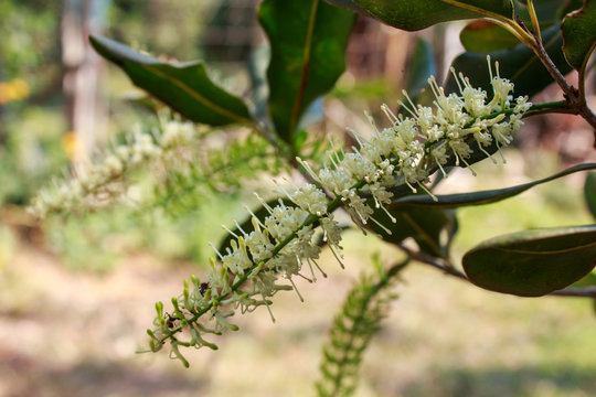 White Color Of Macadamia Nut Flowers Blossom On Its Tree