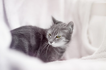 Naklejka na ściany i meble Cat lying on warm plaid indoors