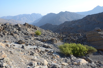 Green bush in rocky mountain valley in Oman
