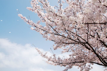 桜吹雪と青い空
