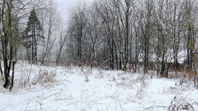 Heavy Snowfall in Winter Forest, Slider Shot