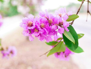 Fototapeta premium violet flower selective focus