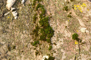 Moss and lichen on the bark