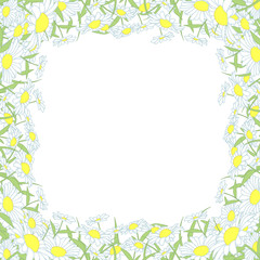 Obraz premium wild chrysanthemum frame