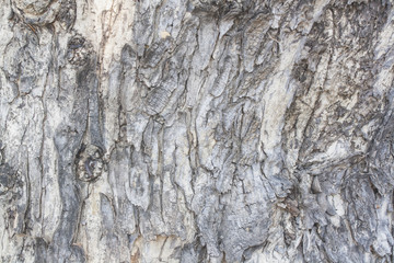 wood texture, tree body