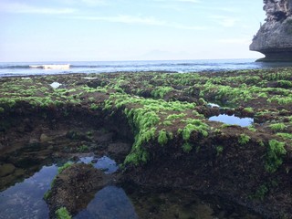 Seaweed On Beach