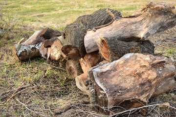 A small pile of firewood stacked