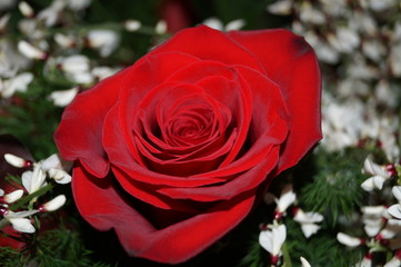 rosa rossa
