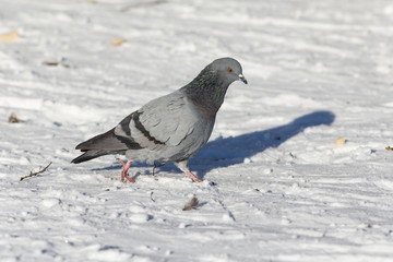 pigeon on snow