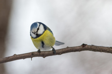 blue tit on a tree