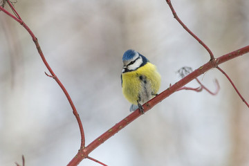 blue tit sitting on a branch