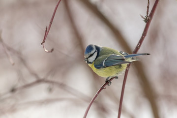 blue tit sitting on the branch
