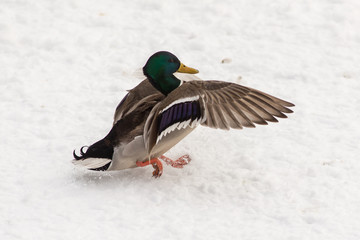 duck on snow