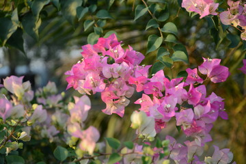 Pink bougainvillea