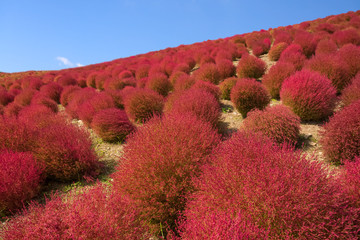 Beautiful kochias hill in autumn season at Hitachi seaside park , Ibaraki prefecture , Japan