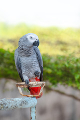 African Grey Parrot