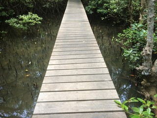 Wooden Bridge On The Jungle