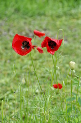 Fototapeta premium Red poppies in a field