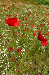 Red poppies in a flowerfield