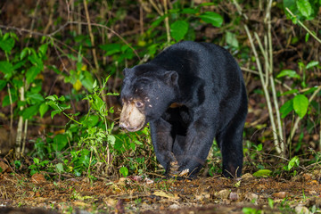 Close up of nocturnal animals Malayan sun bear, Honey bear (Ursus malayanus)