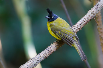 Black-crested bulbul(Pycnonotus flaviventris) on the  branch 