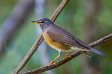 Eyebrowed Thrush, White-browed Thrush, Dark Thrush (Turdus obscurus ) 
