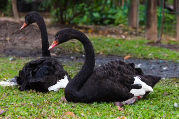 Fototapeta premium Black swan