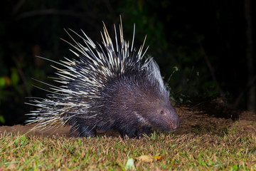 Close up of nocturnal animals Malayan porcupine(Hystrix brachyura) in real nature 