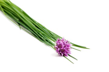 Fototapeta premium Chives bunch isolated on white background. Chives herb. Chives flower.