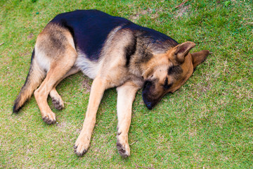 German shepher dog in park