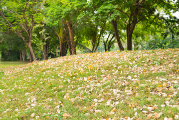 Obraz premium Dry leaves