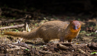 Javan Mongoose or Small asian mongoose (Herpestes javanicus)