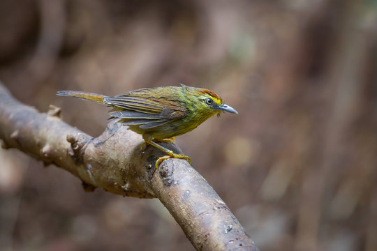 Pin-striped tit-babbler (Mixornis gularis)
